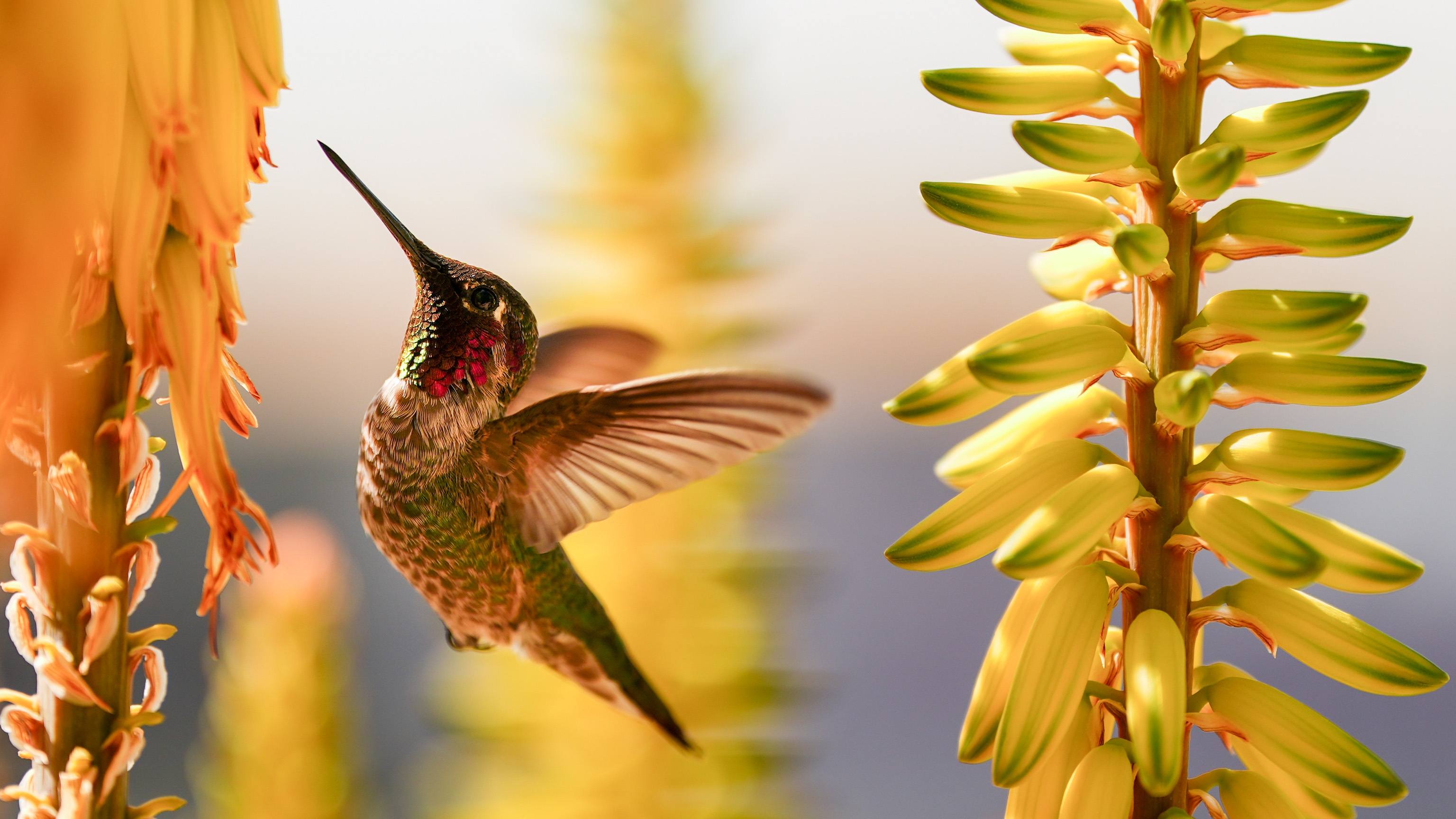 A hummingbird drinks from a flower in a garden on the outfield lawn before a spring training baseball game between the Kansas City Royals and the Athletics, Monday, Feb. 24, 2025, in Surprise, Ariz. 